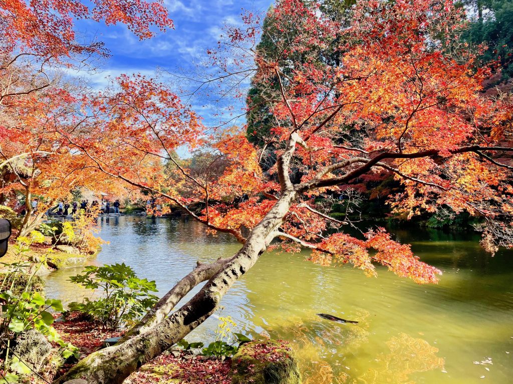 真っ赤に紅葉している成田山公園内の木々の写真。